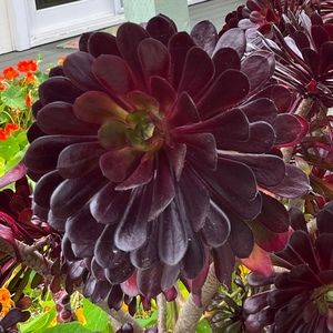 Meet your Posher, Mirabai